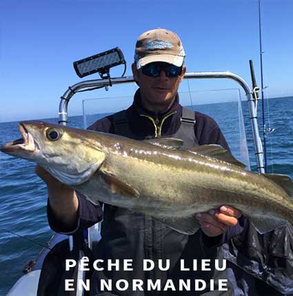 Guide de pêche Normandie lieu au leurre